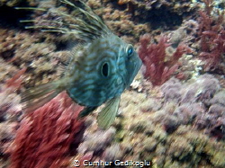 Zeus Faber
Speedy John Dory by Cumhur Gedikoglu 